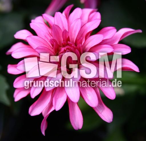 Dahlie-pink-2.jpg